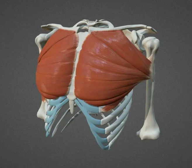 PBR Game 3D Models – Pectoralis Major