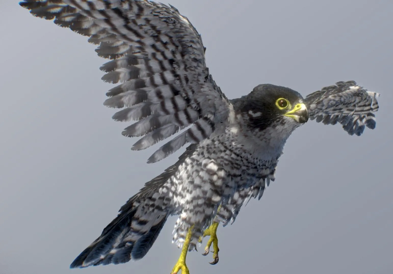 PBR Game 3D Models – Peregrine Falcon