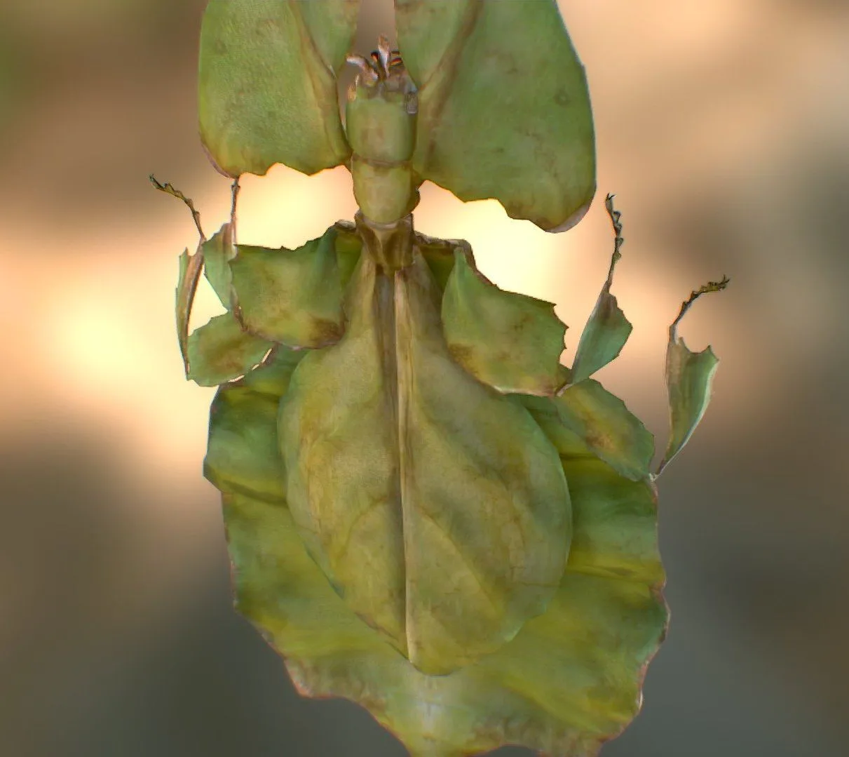 PBR Game 3D Models – Phylliidae-Leaf insect