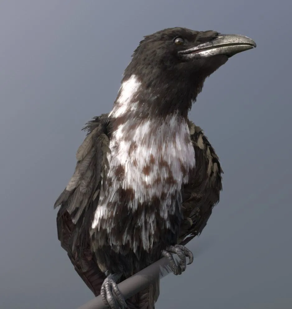 PBR Game 3D Models – Pied Crow