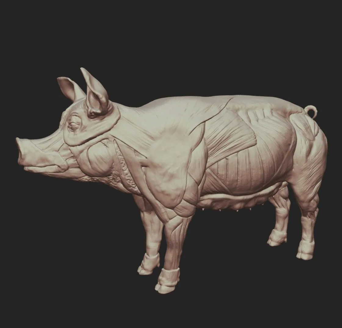 PBR Game 3D Models – Pig Anatomy