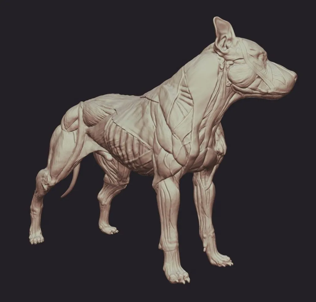 PBR Game 3D Models – Pitbull Dog Anatomy