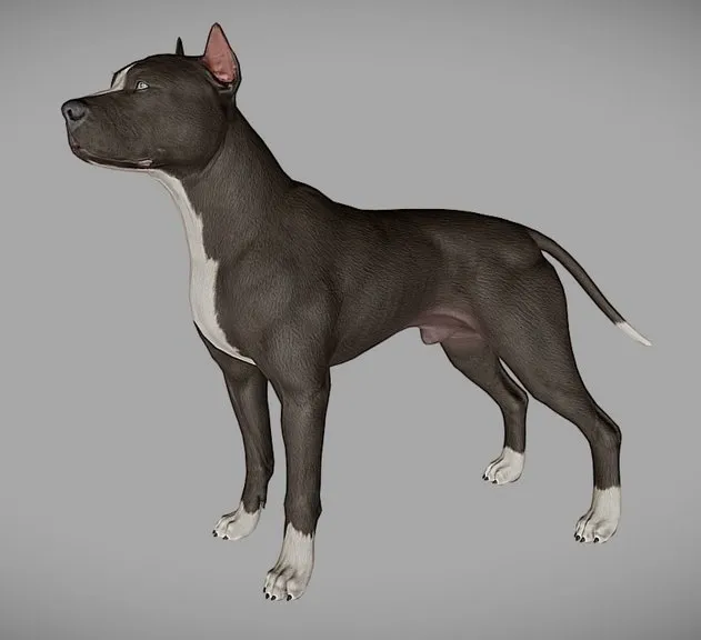 PBR Game 3D Models – Pitbull