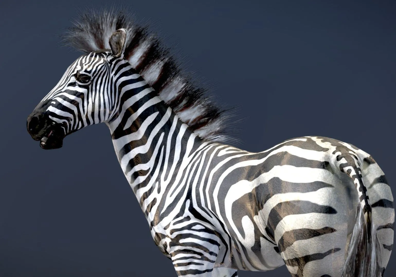 PBR Game 3D Models – Plains Zebra
