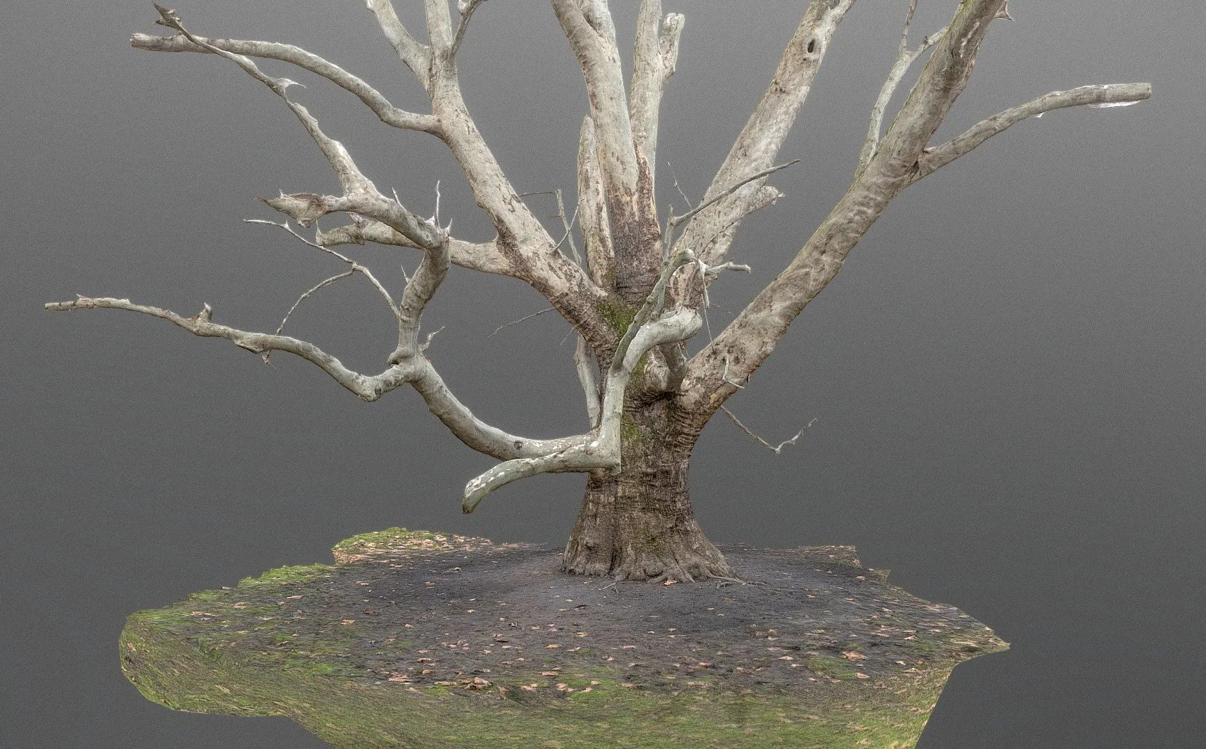 PBR Game 3D Models – Plane Tree Trunk