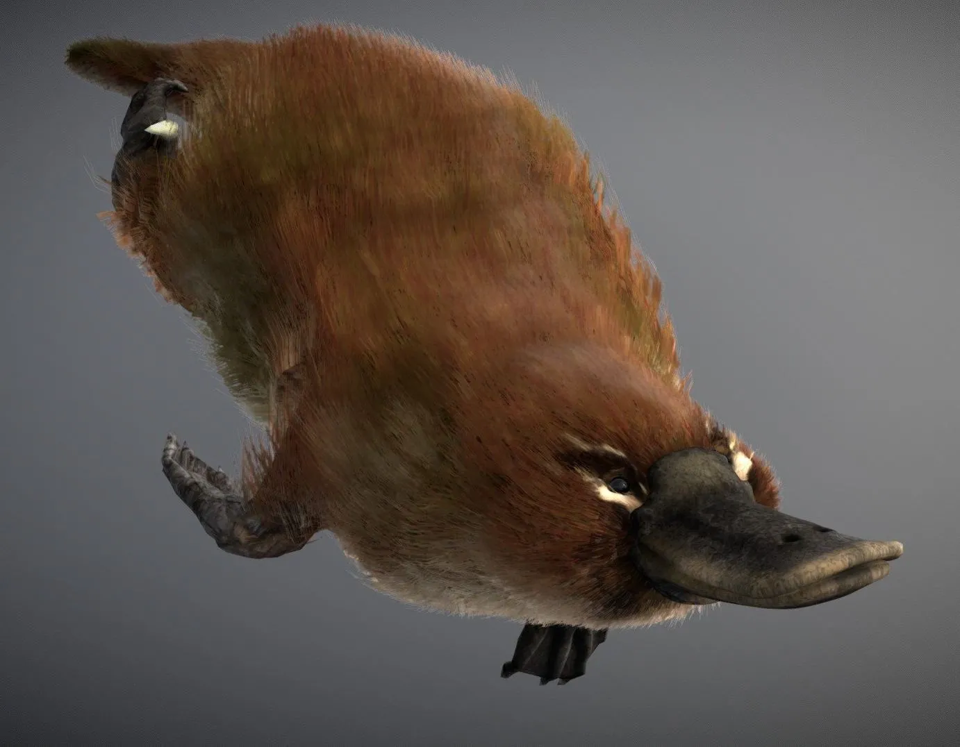 PBR Game 3D Models – Platypus