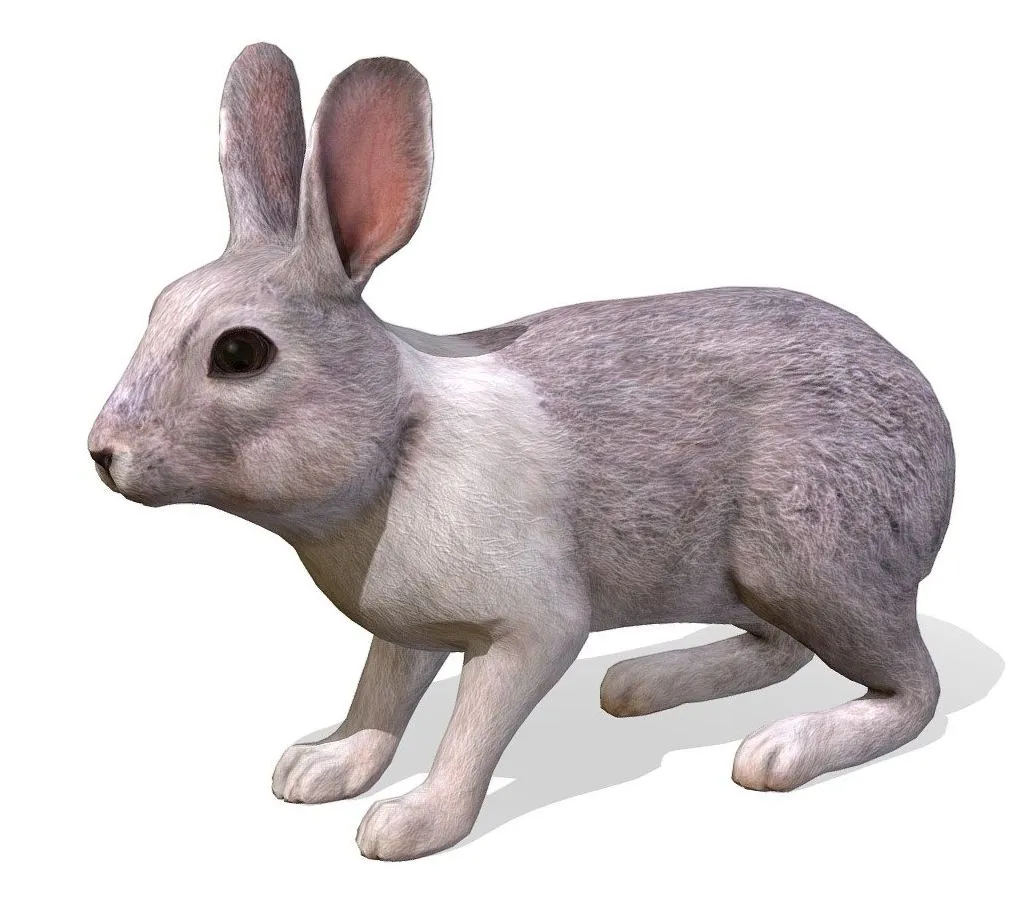 PBR Game 3D Models – Rabbit Animations