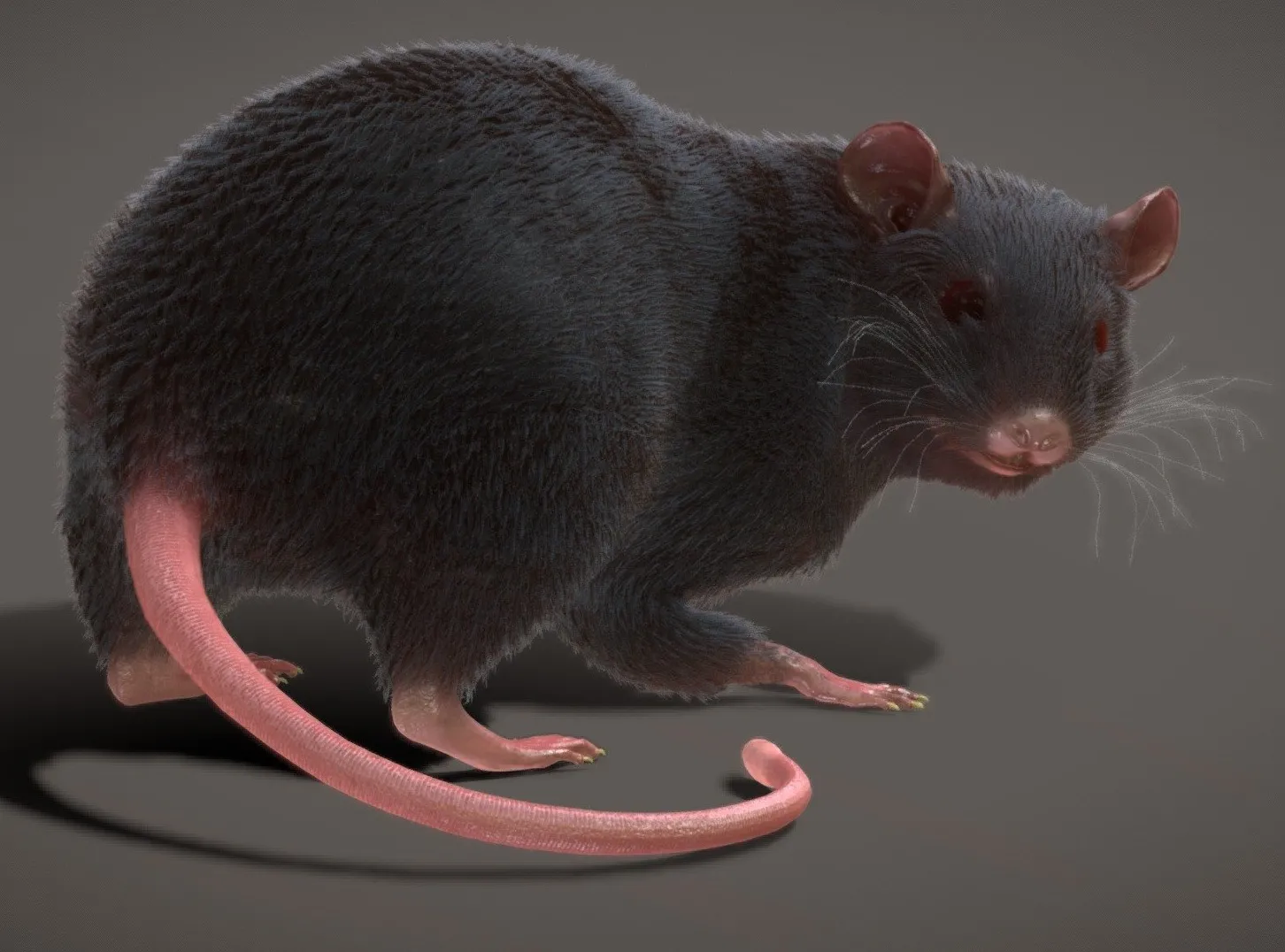 PBR Game 3D Models – Rat Rigged Animated Pbr Real Time Fur