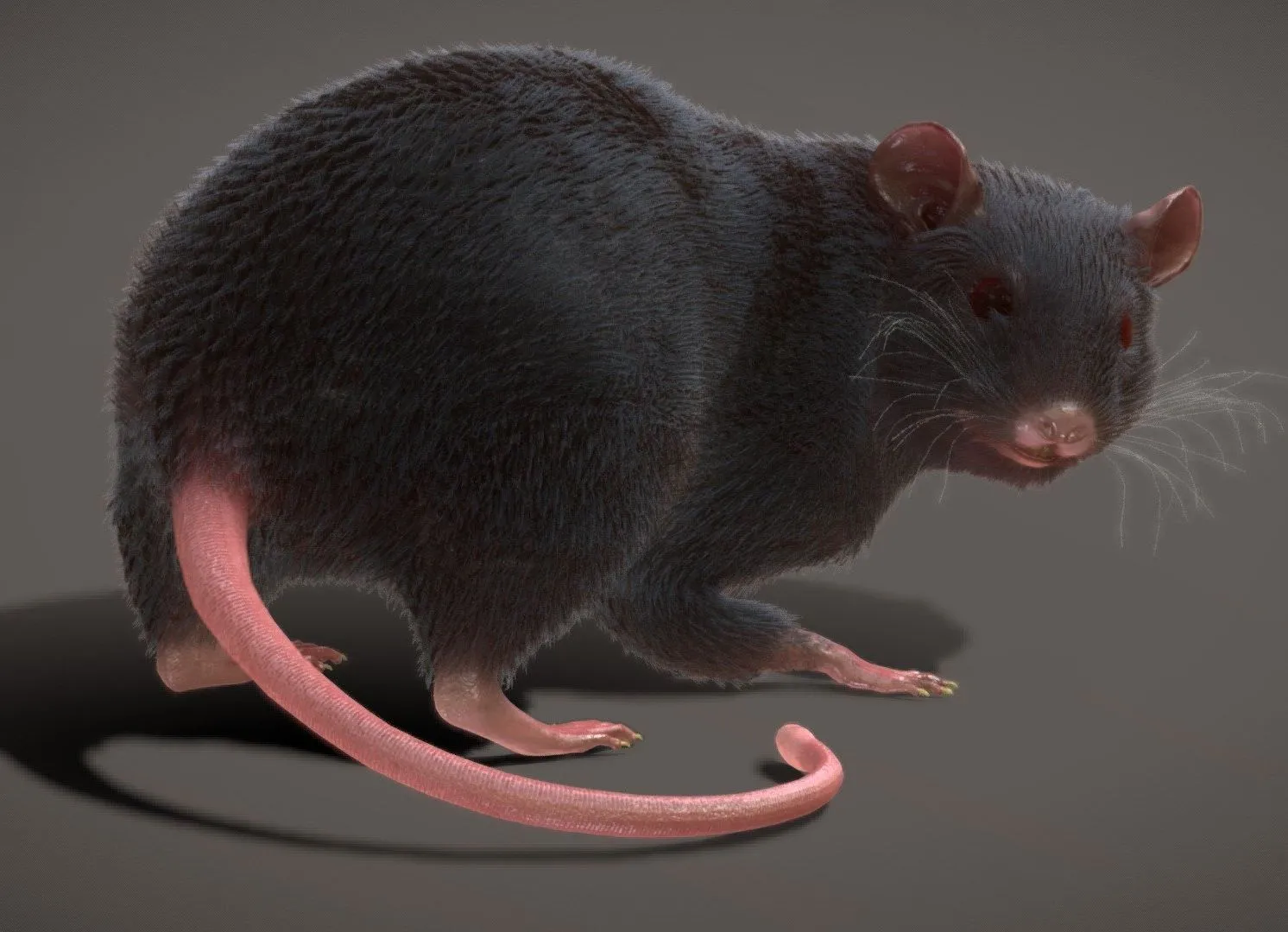 PBR Game 3D Models – Rat Rigged Animated Pbr Real Time Fur