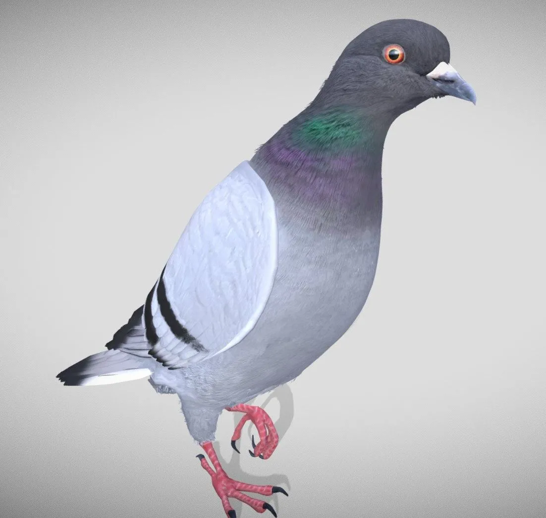 PBR Game 3D Models – Realistic Animated Rock Pigeon Low Poly 3D Model