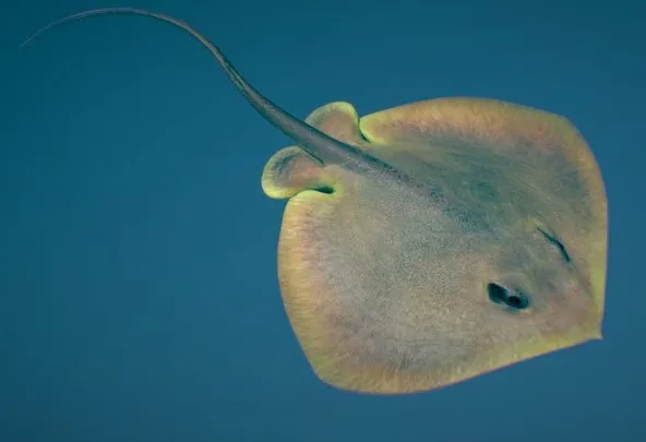 PBR Game 3D Models – Red Stingray