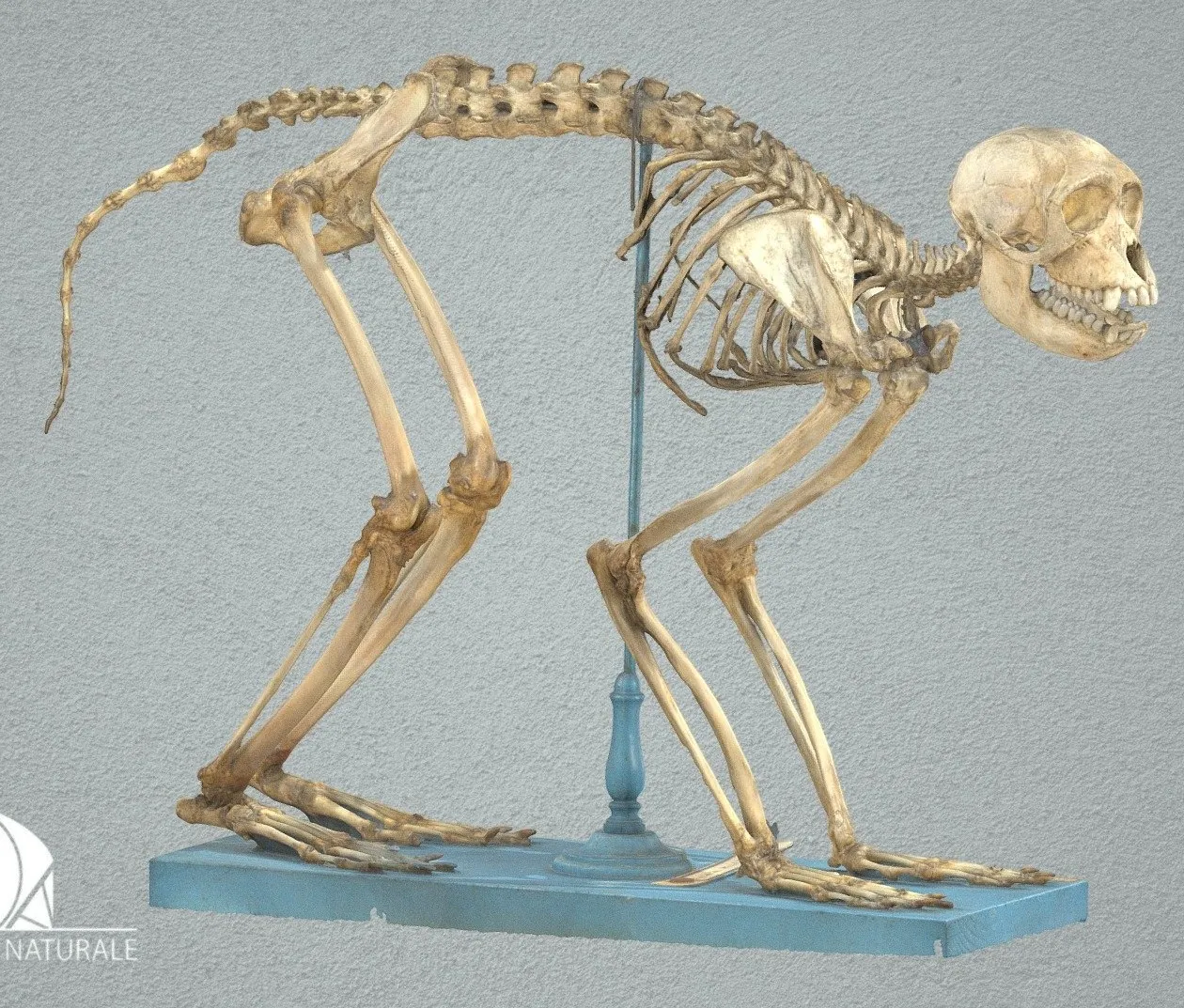 PBR Game 3D Models – Rhesus Macaque