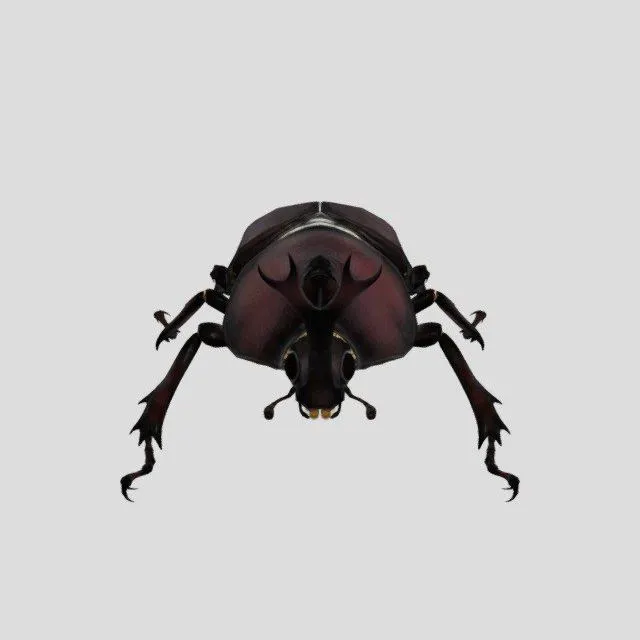 PBR Game 3D Models – Rhinoceros beetle