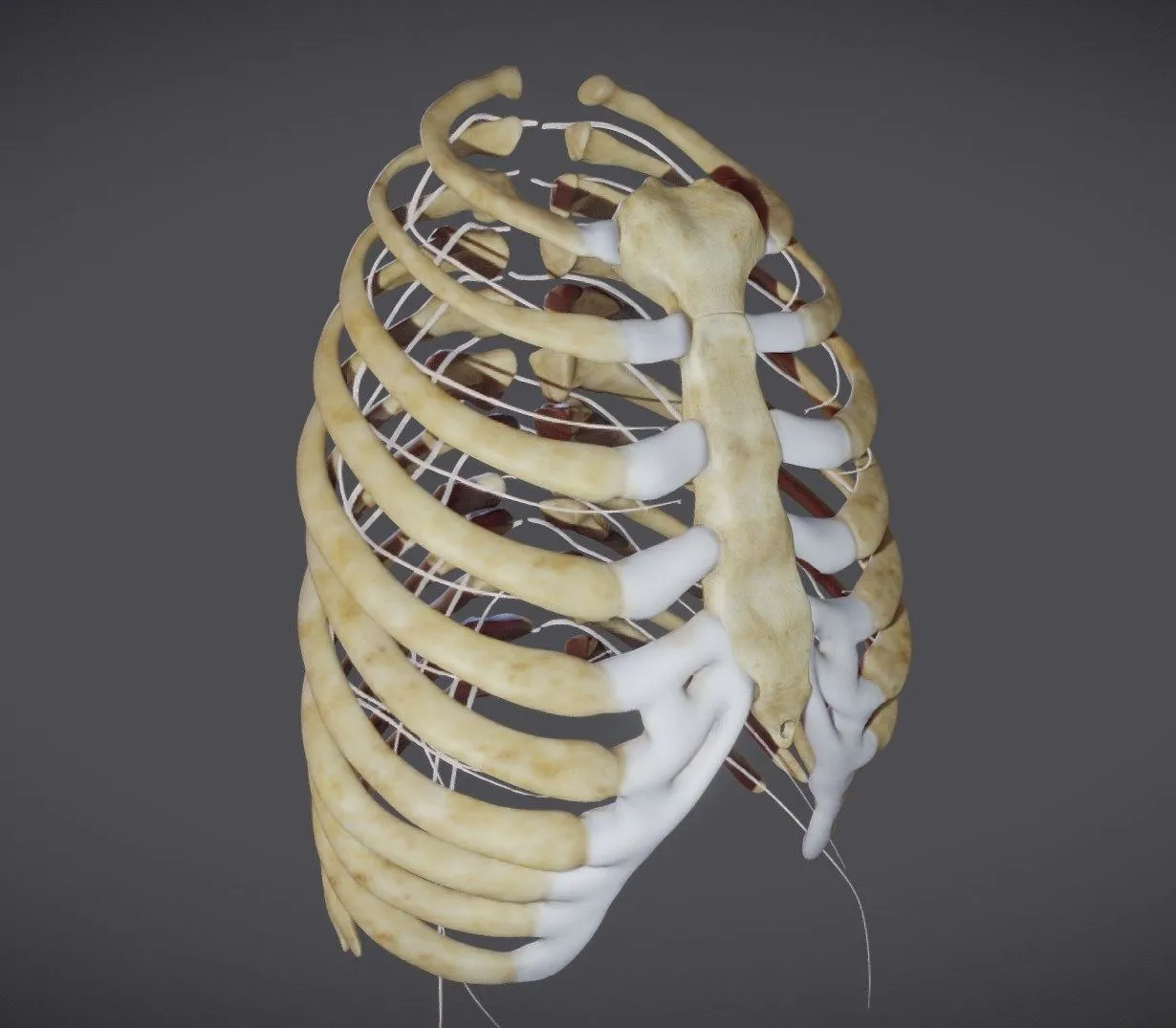 PBR Game 3D Models – Ribcage With Thoracic Nerves