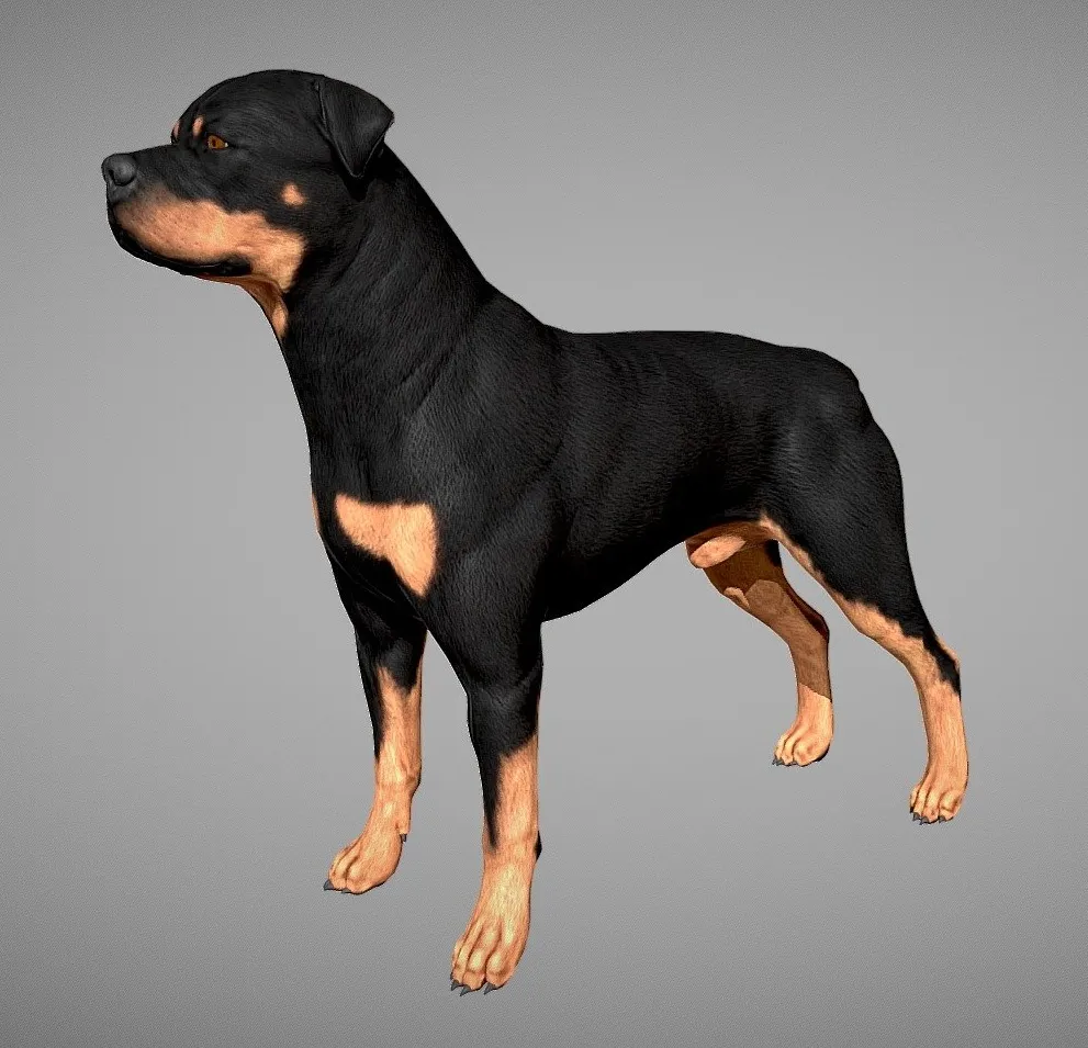 PBR Game 3D Models - Rottweiler