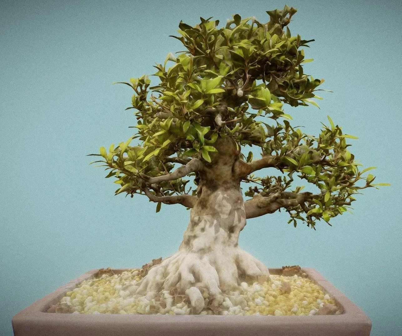 PBR Game 3D Models – Satsuki Kinsai 1