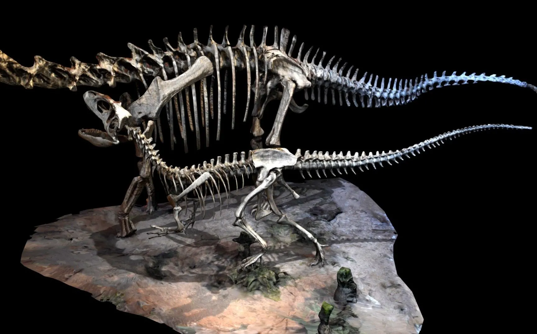 PBR Game 3D Models – Saurophaganax And Seismosaurus