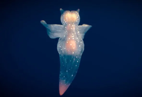 PBR Game 3D Models – Sea Angel