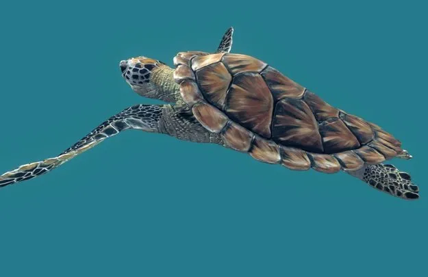 PBR Game 3D Models – Sea Green Turtle