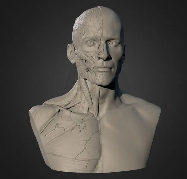 PBR Game 3D Models – Semana 02 Man Ecorche