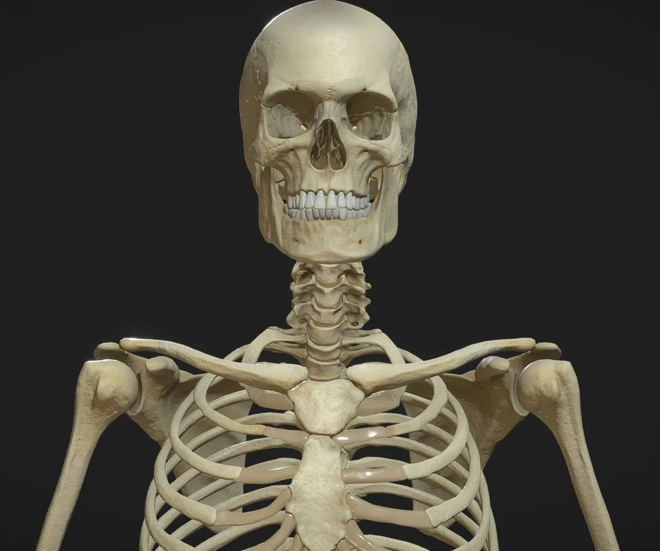 PBR Game 3D Models – Skeleton Pbr 2020