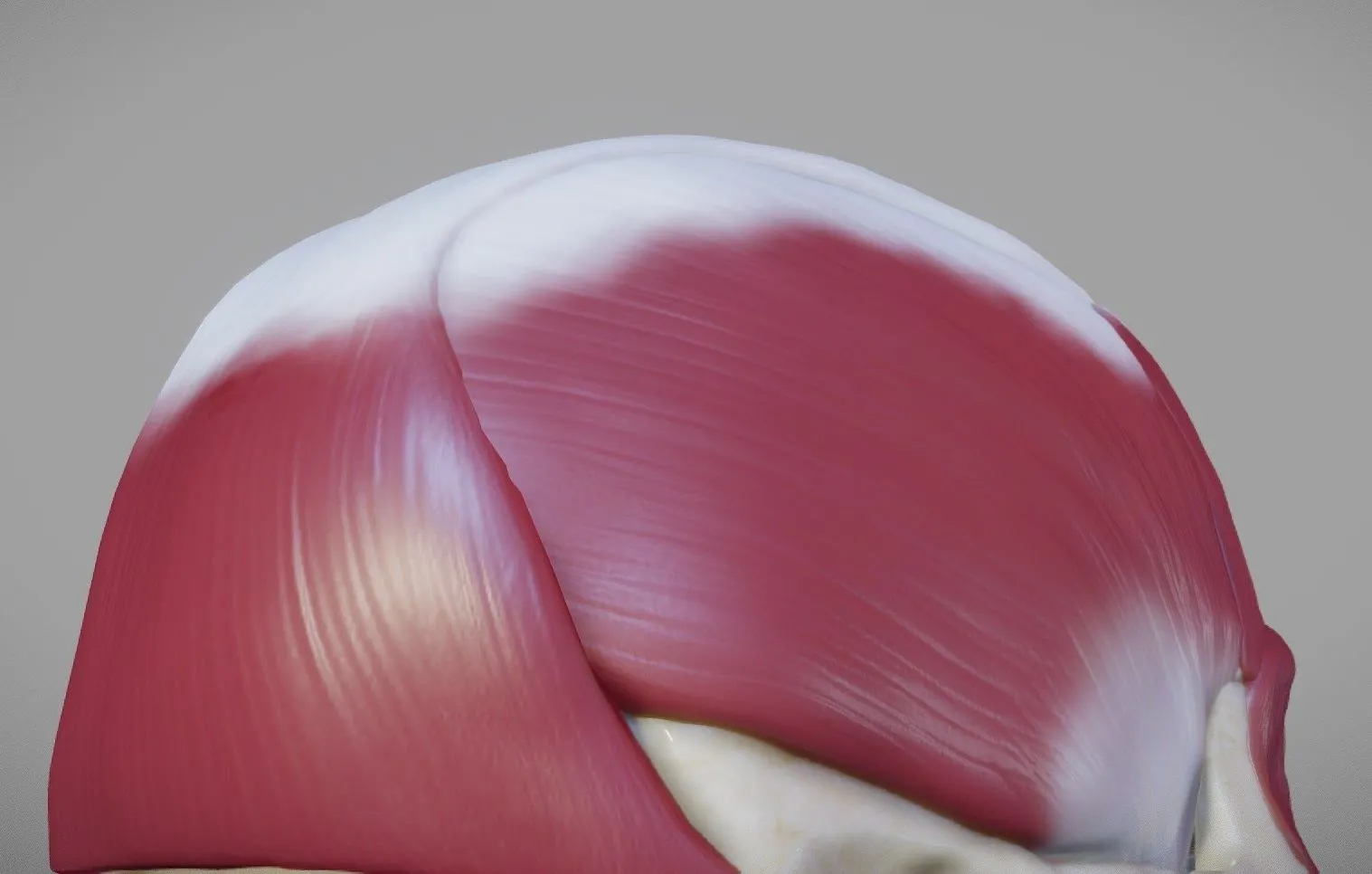 PBR Game 3D Models – Skull And Facial Muscles