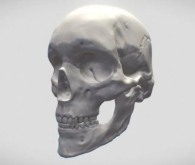 PBR Game 3D Models – Skull Human Adult Female
