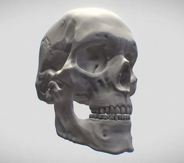 PBR Game 3D Models – Skull Human Adult Male