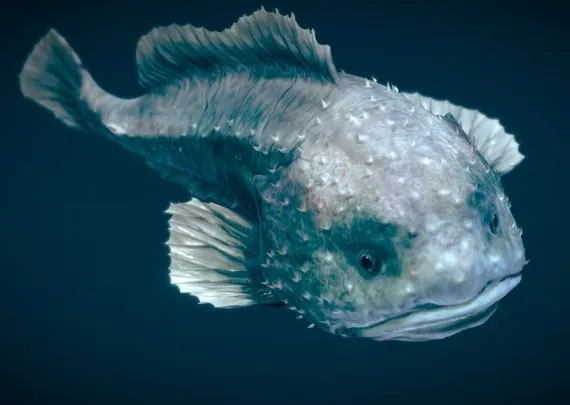 PBR Game 3D Models – Smooth Head Blobfish