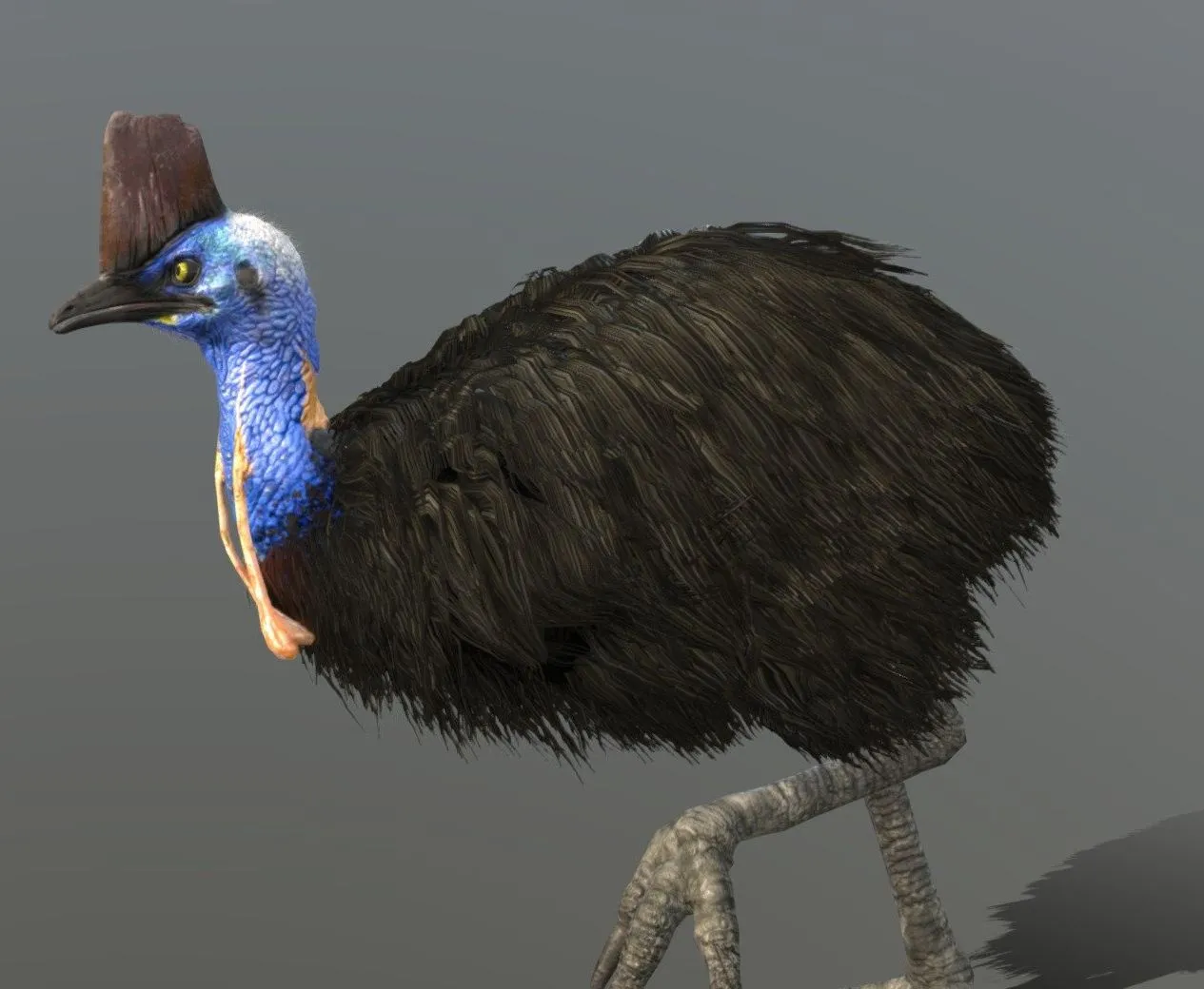 PBR Game 3D Models – Southern Cassowary