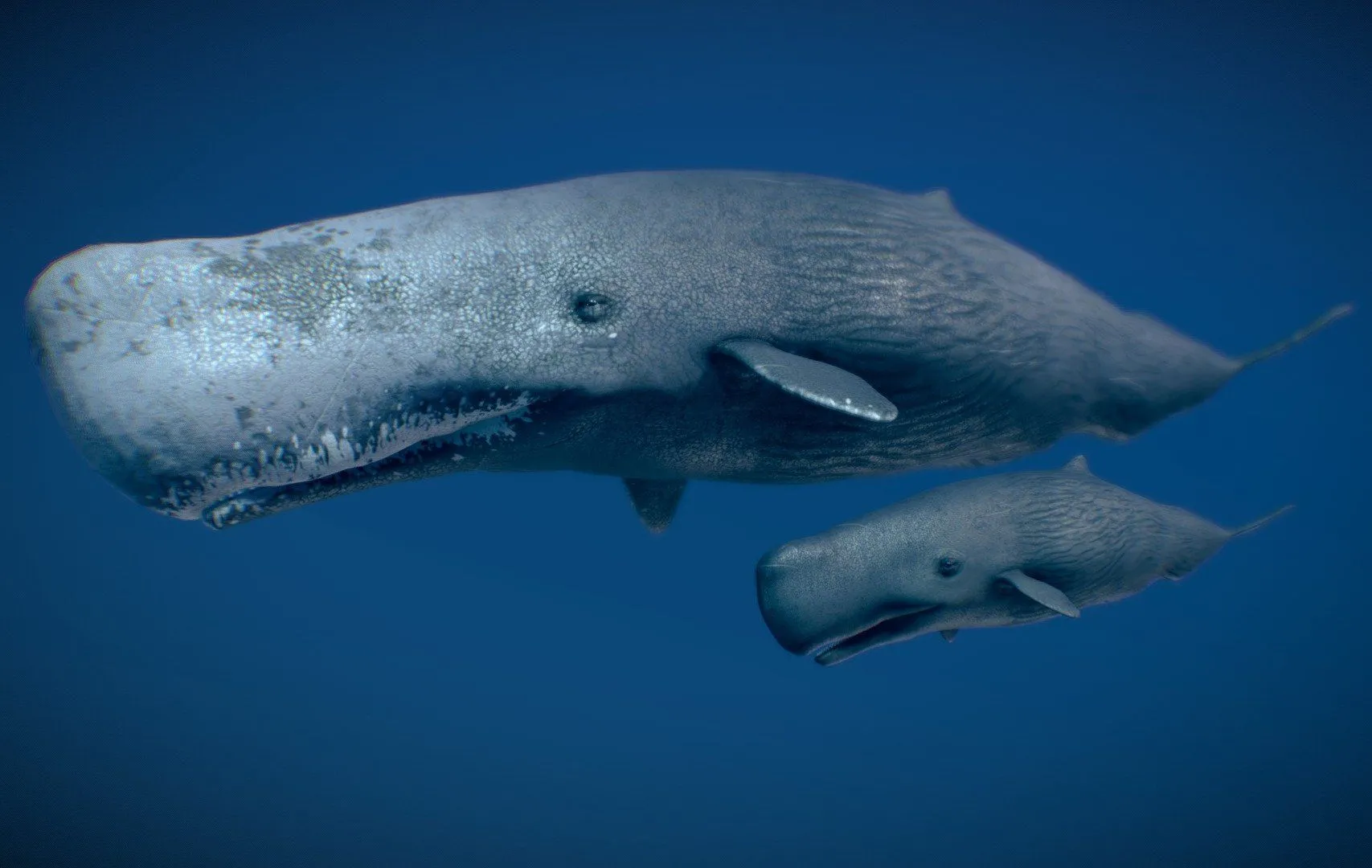 PBR Game 3D Models – Sperm Whale