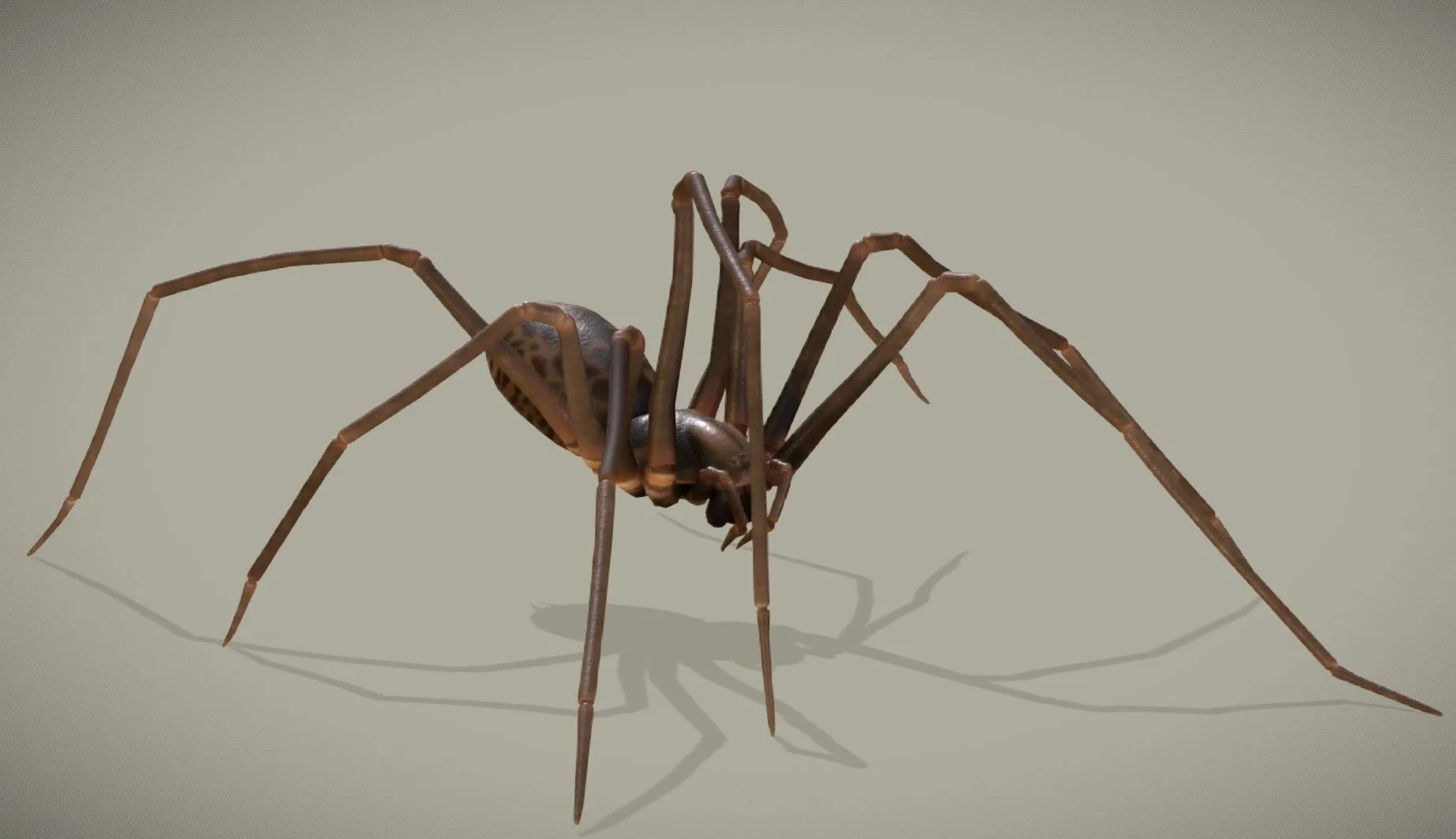 PBR Game 3D Models – Spider – Eratigena Atrica