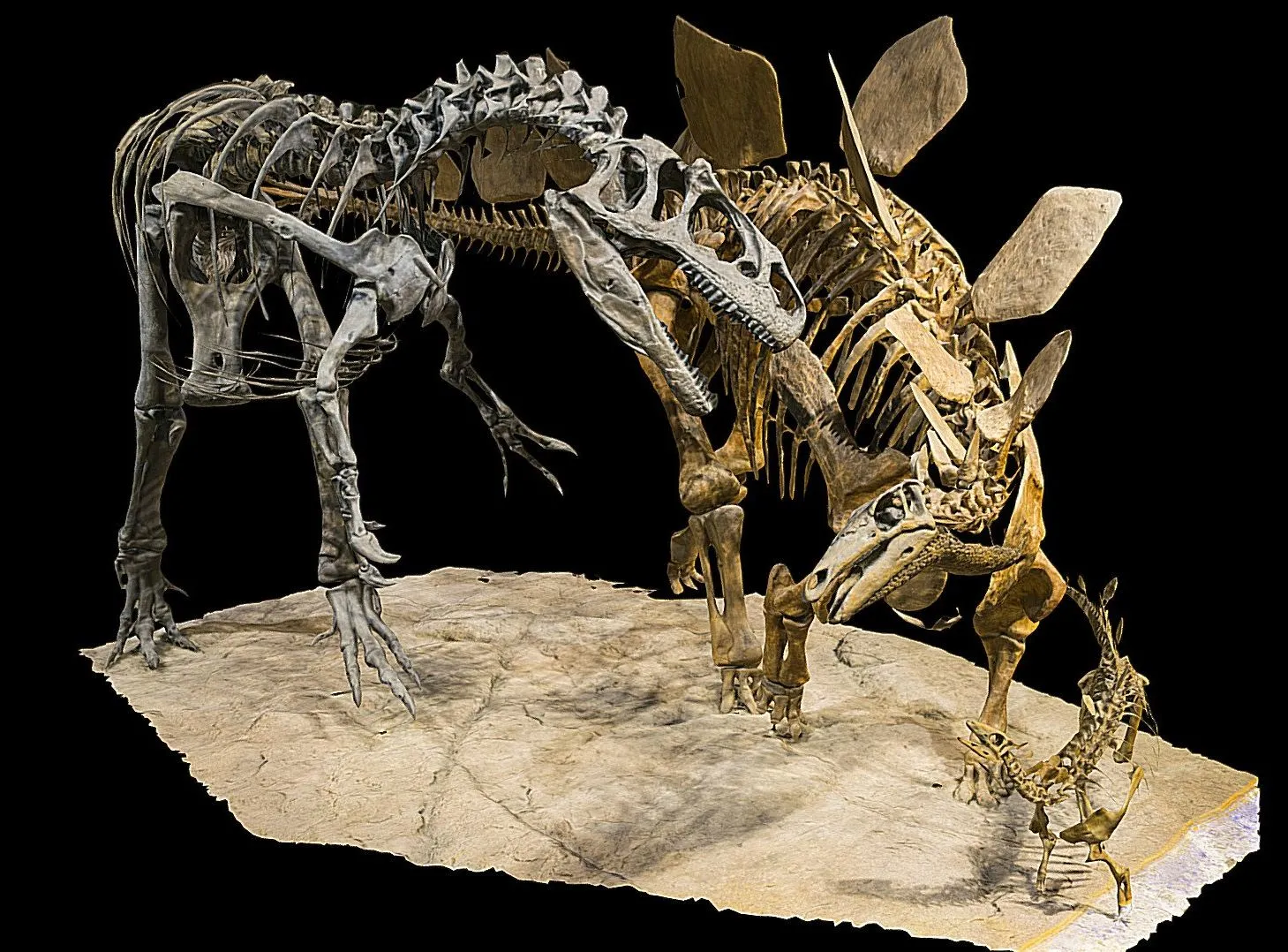 PBR Game 3D Models – Stegosaurus Stenops Vs Allosaurus Fragilis