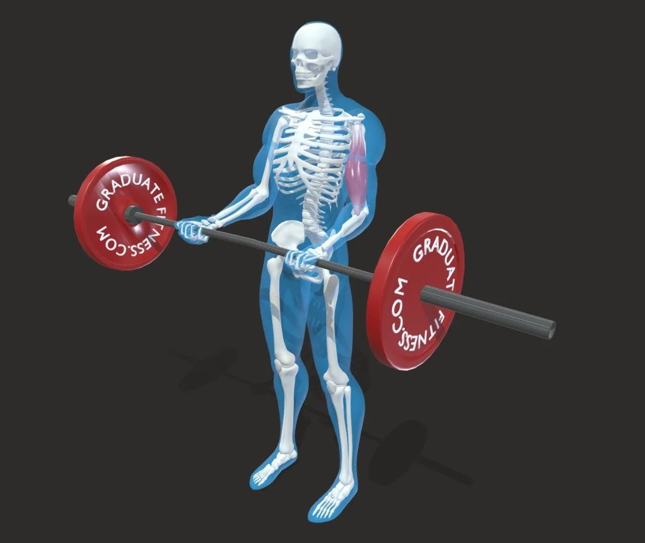 PBR Game 3D Models – The Barbell Bicep Curl