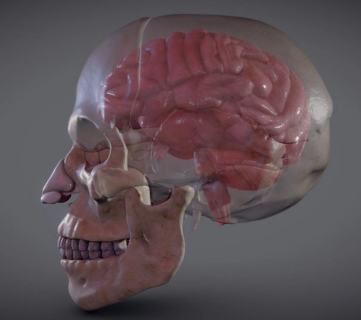 PBR Game 3D Models – The Brain Inside The Skull