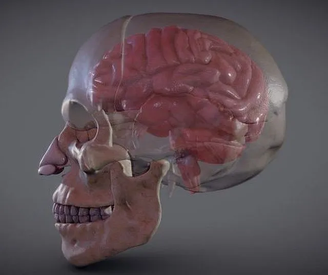 PBR Game 3D Models – The Brain Inside The Skull