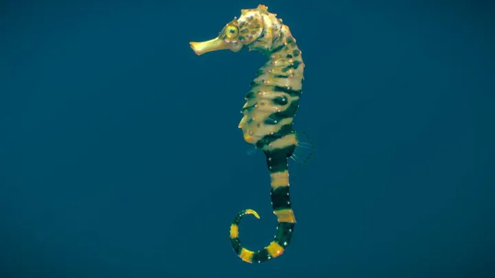 PBR Game 3D Models – Tiger Tail Seahorse