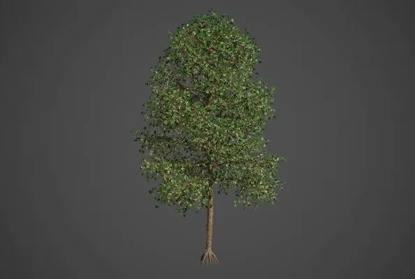 PBR Game 3D Models – Tilia Americana