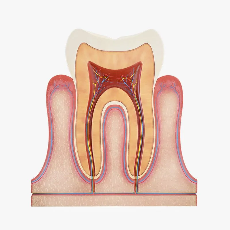 PBR Game 3D Models – Tooth Anatomy vs Gumline