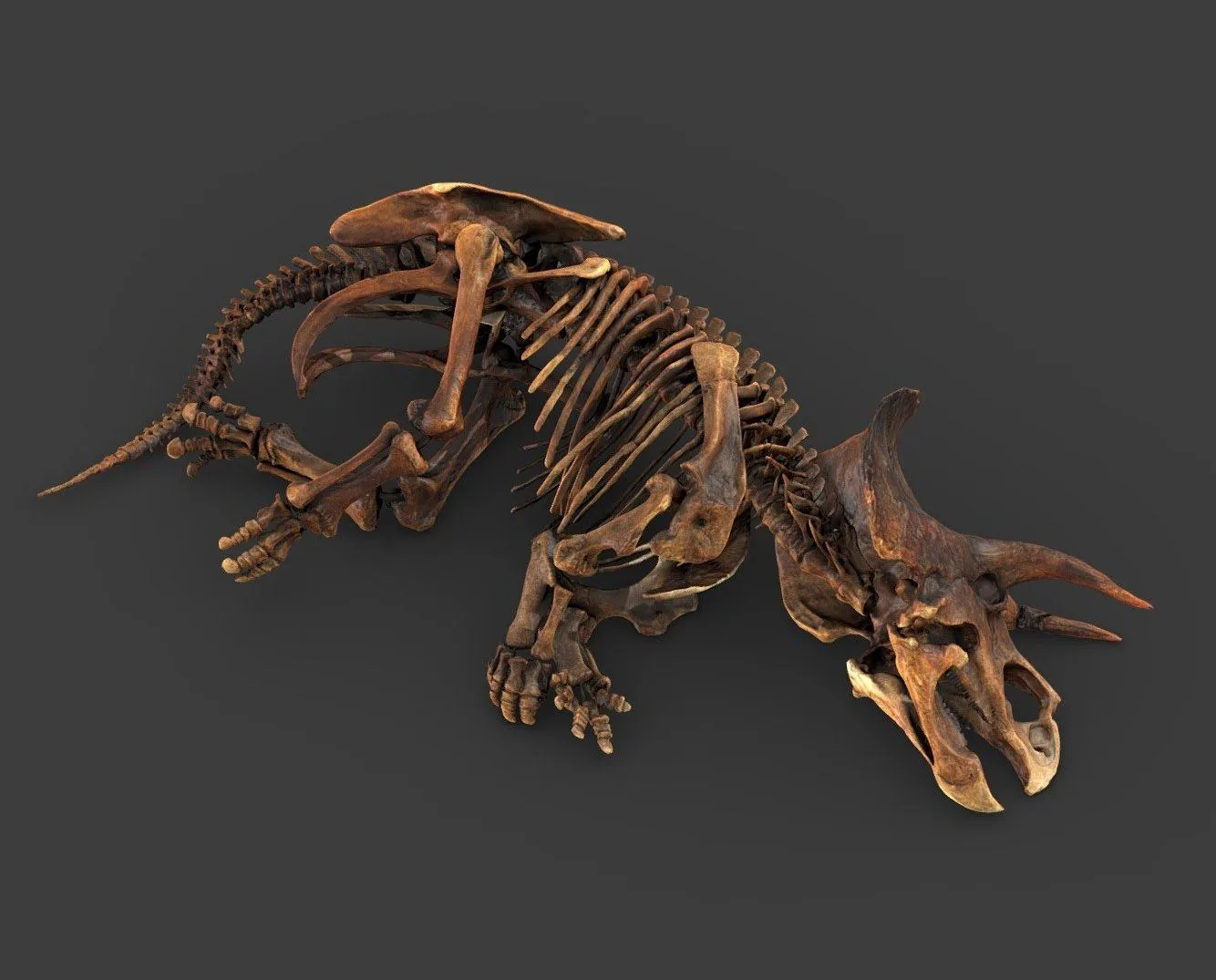 PBR Game 3D Models – Triceratops Horridus Marsh