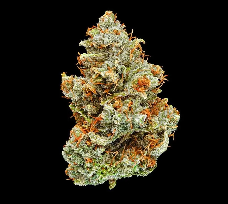 PBR Game 3D Models – Truffle Monkey Cannabis Model