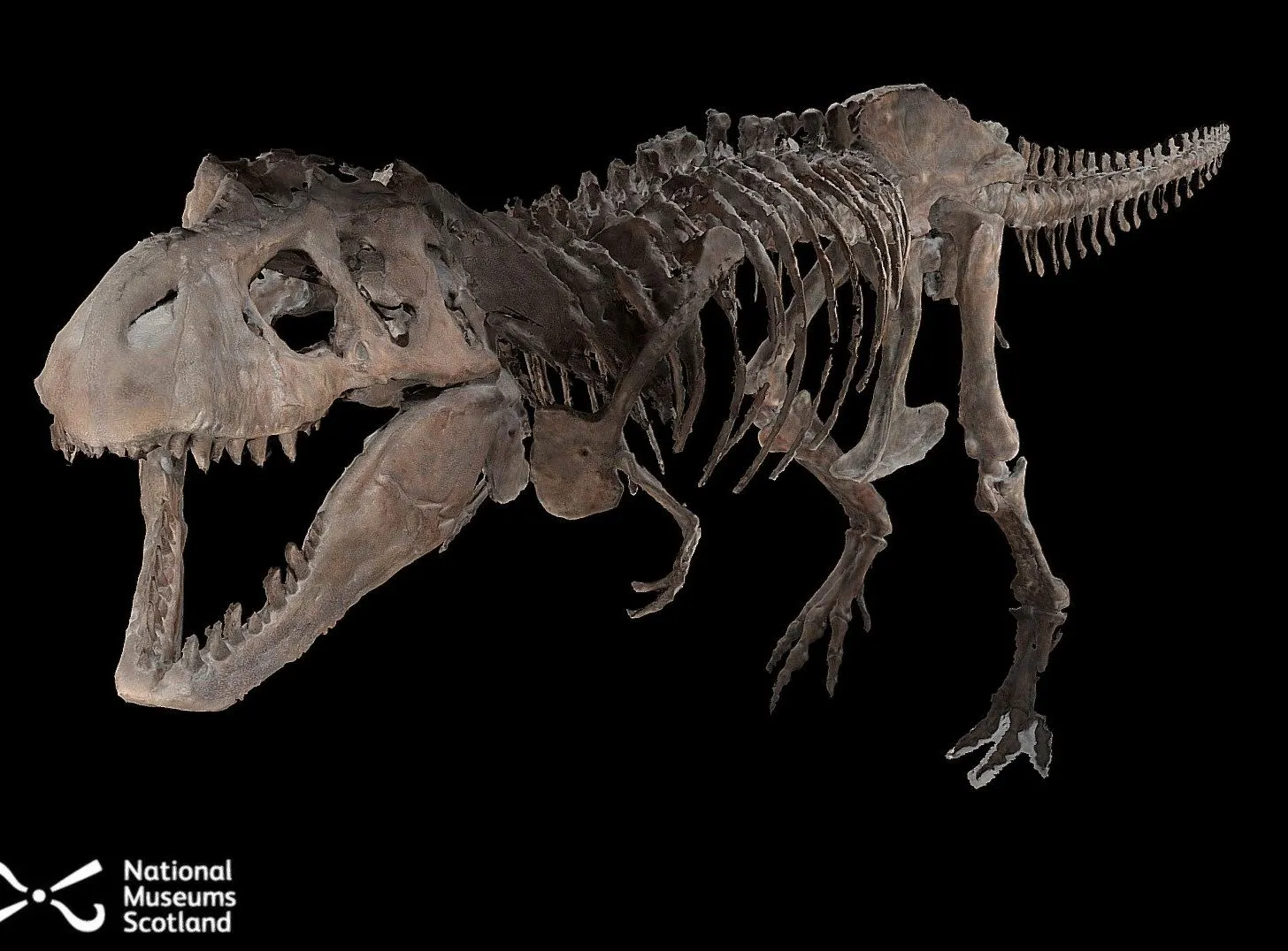 PBR Game 3D Models – Tyrannosaurus Rex