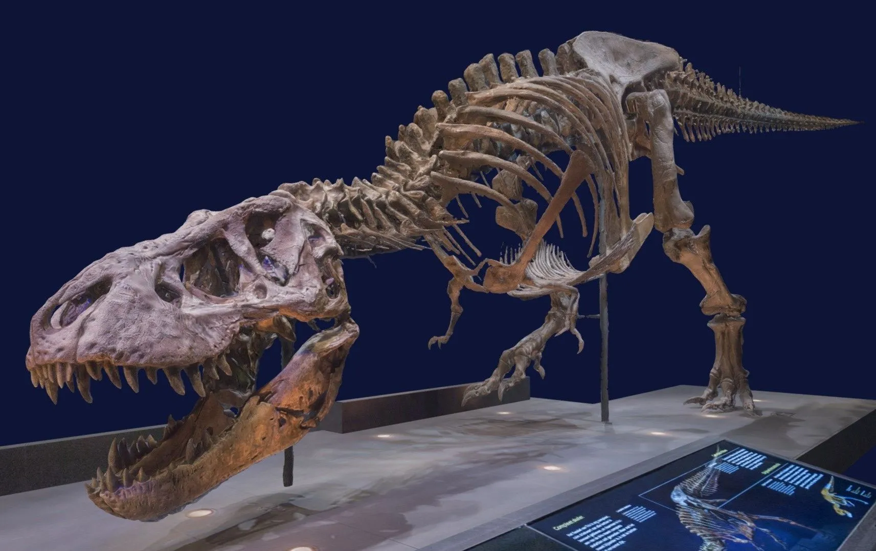 PBR Game 3D Models – Tyrannosaurus Trix