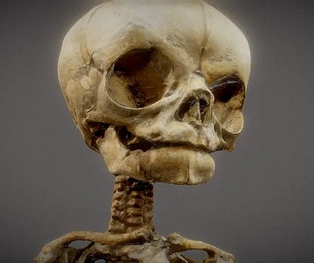 PBR Game 3D Models – Unborn Human Foetus