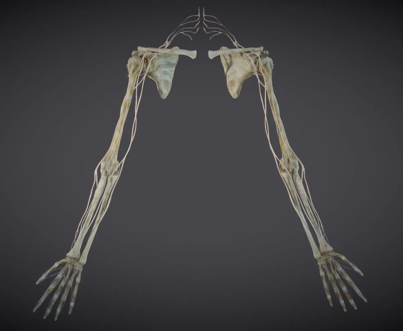 PBR Game 3D Models – Upper Limb Skeleton And Nerve Supply