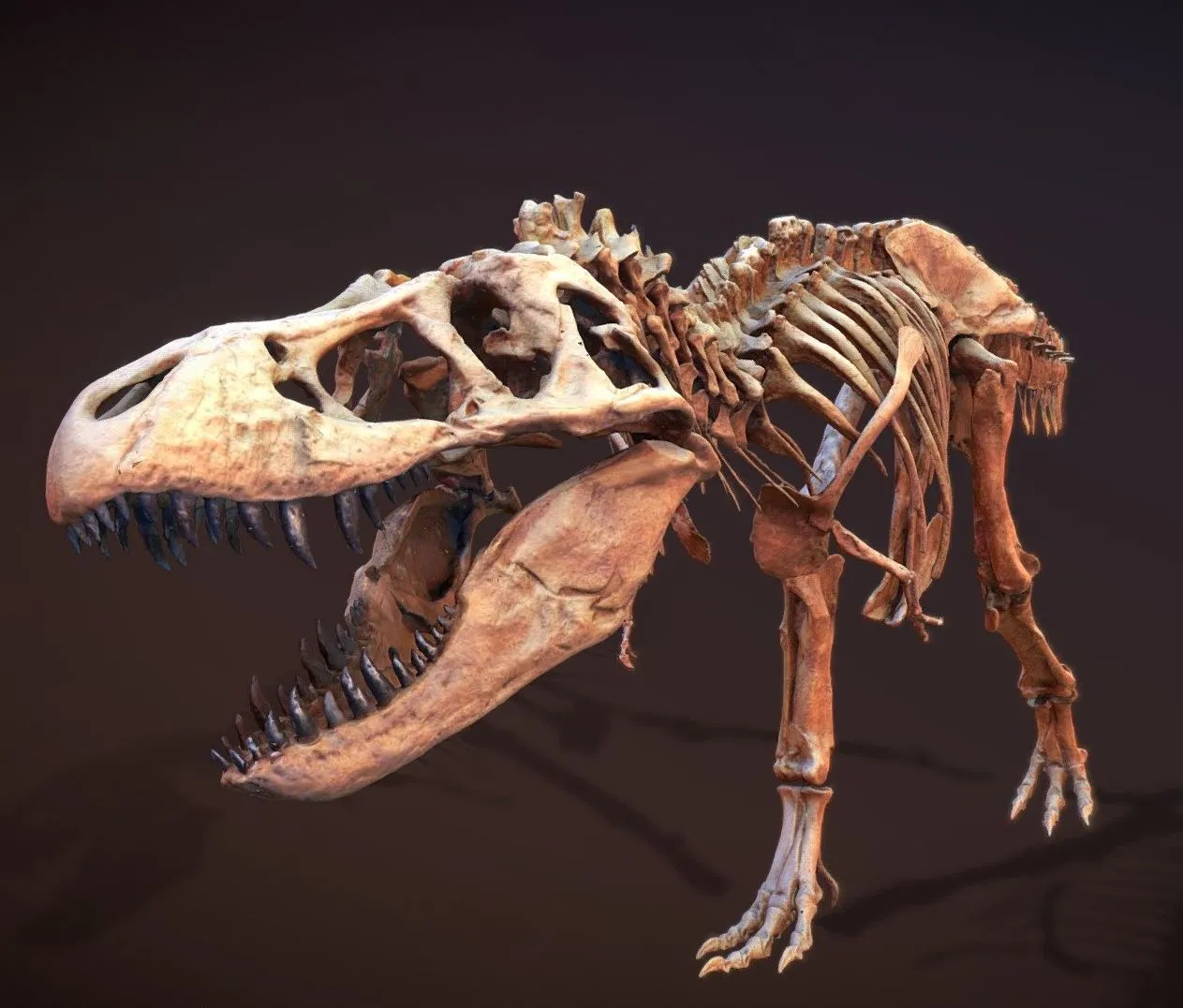 PBR Game 3D Models – Wankel Tyrannosaurus Rex Mor 555