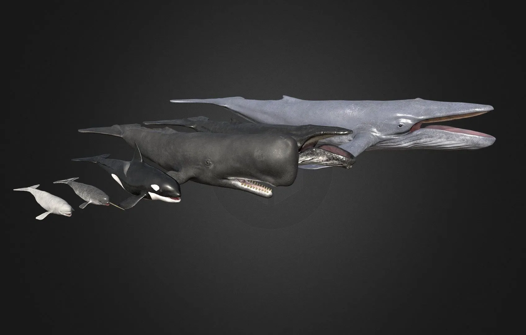 PBR Game 3D Models – Whales Pack