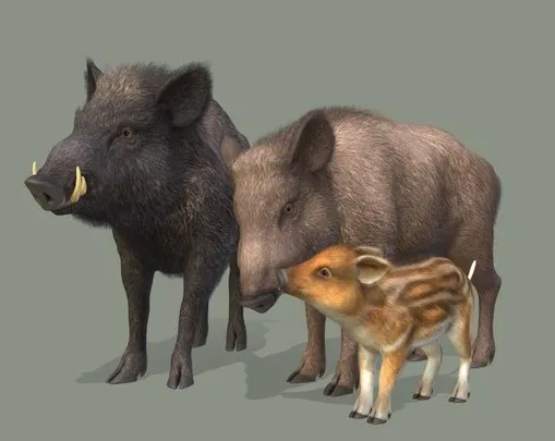 PBR Game 3D Models – Wild Boar Family