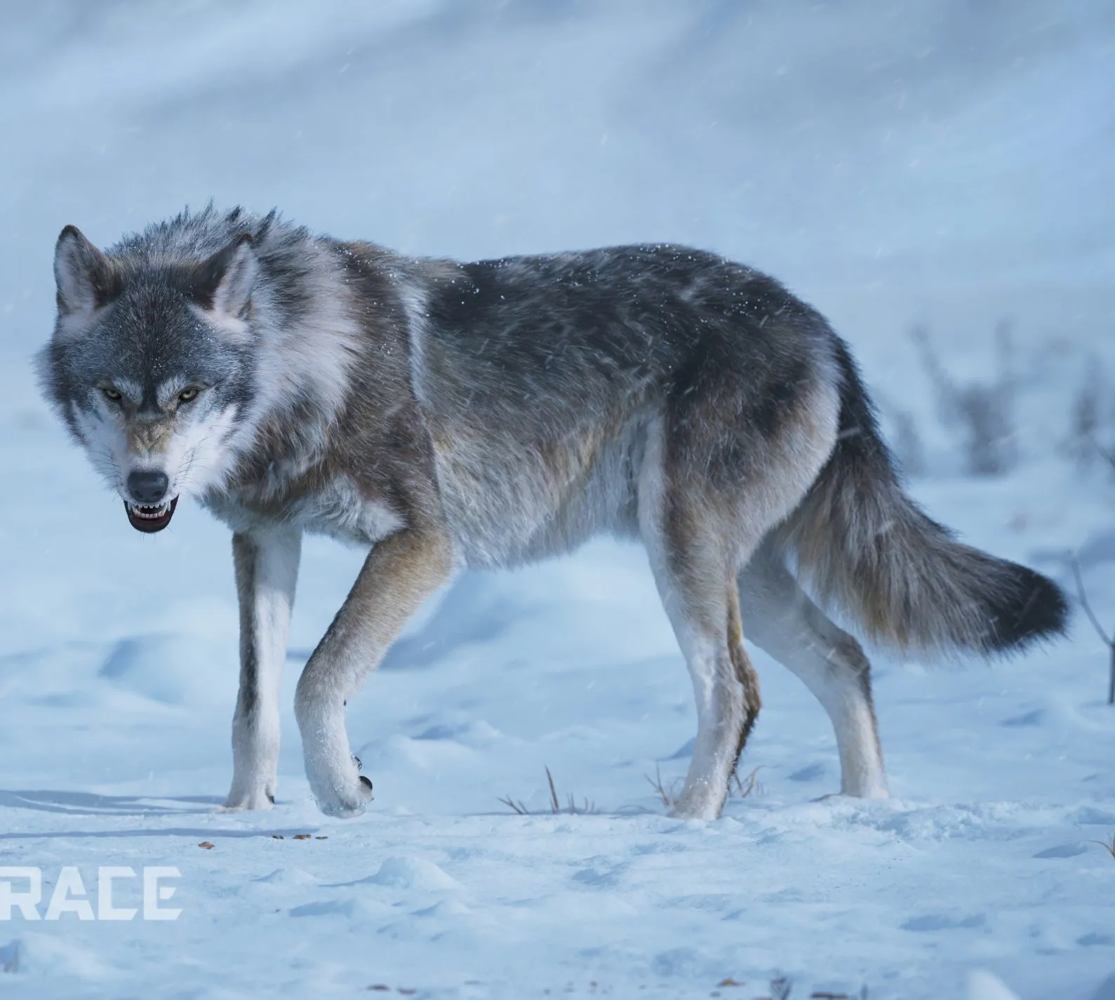 PBR Game 3D Models – Wolf Animation