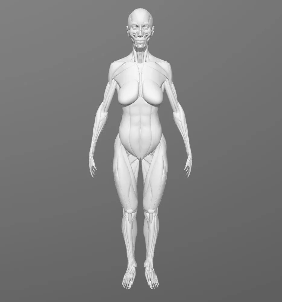 PBR Game 3D Models – Wyatt Stanley Female Ecorche